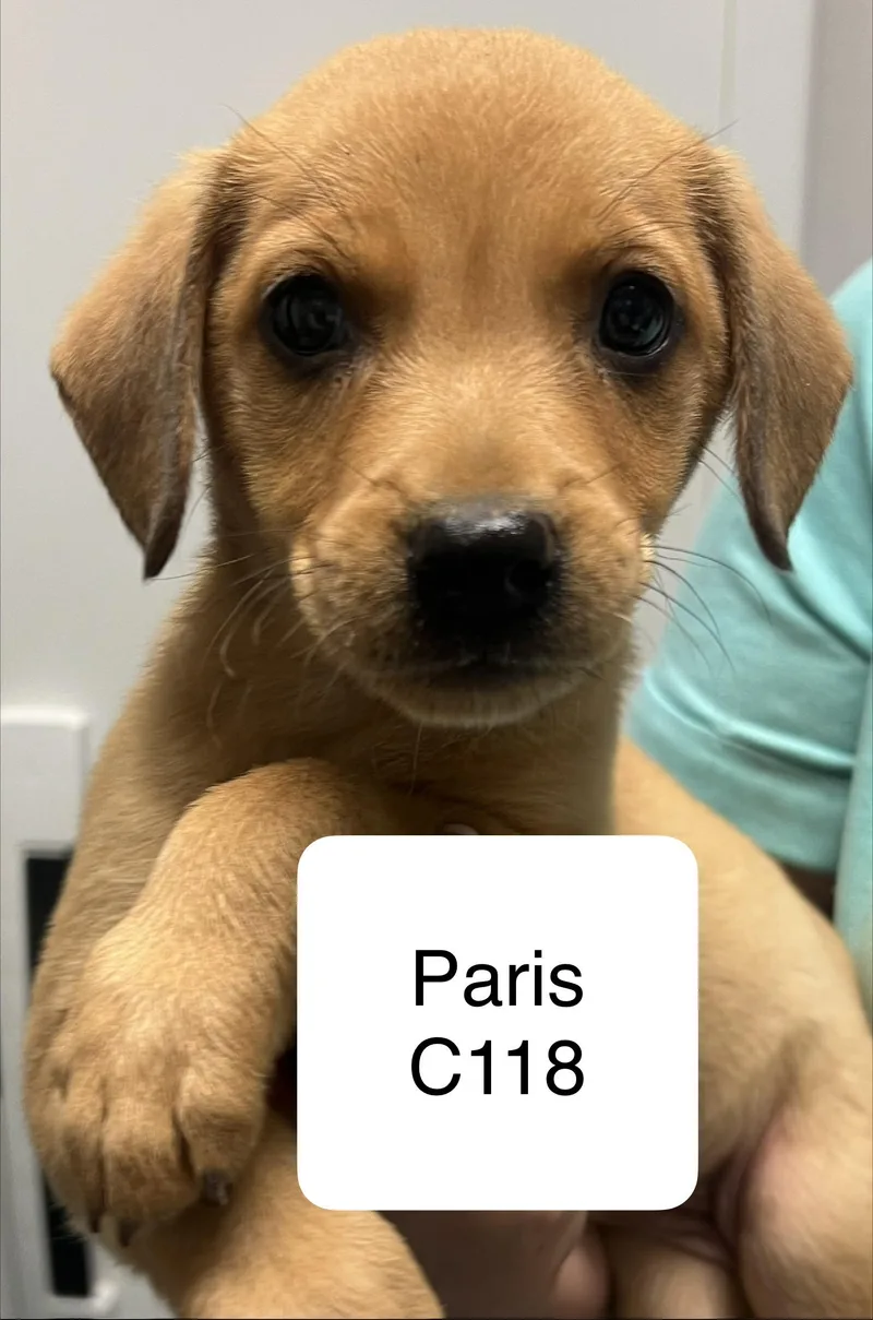 A young small-sized female Brown / Chocolate Terrier dog named Paris C for adoption in Morganton, NC