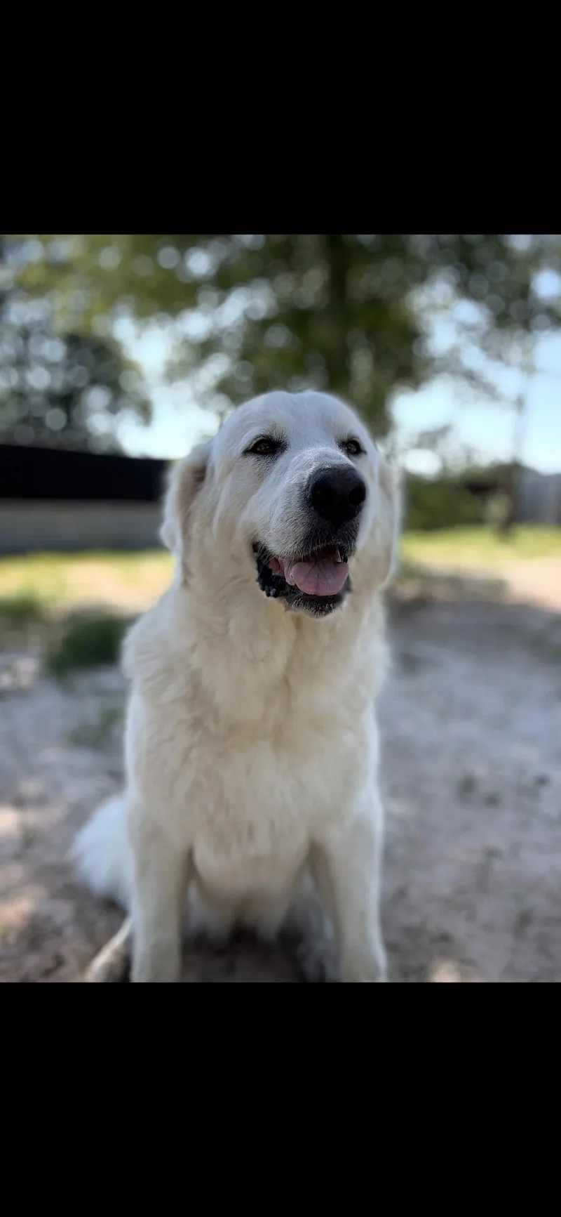 Bessie Htx