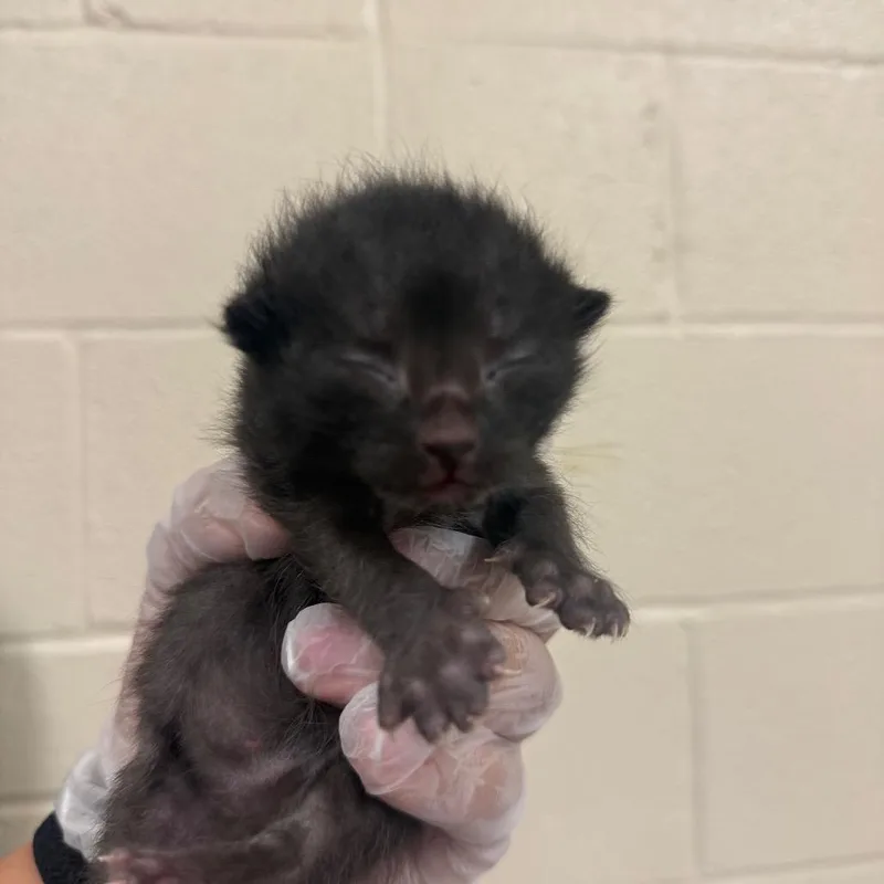 A baby small-sized male Black Domestic Short Hair cat named Shakeat Petco for adoption in Birdsboro, PA