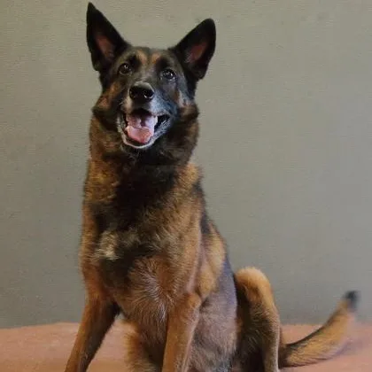 An adult large-sized female Black Shepherd dog named Ikora for adoption in Rapid City, SD