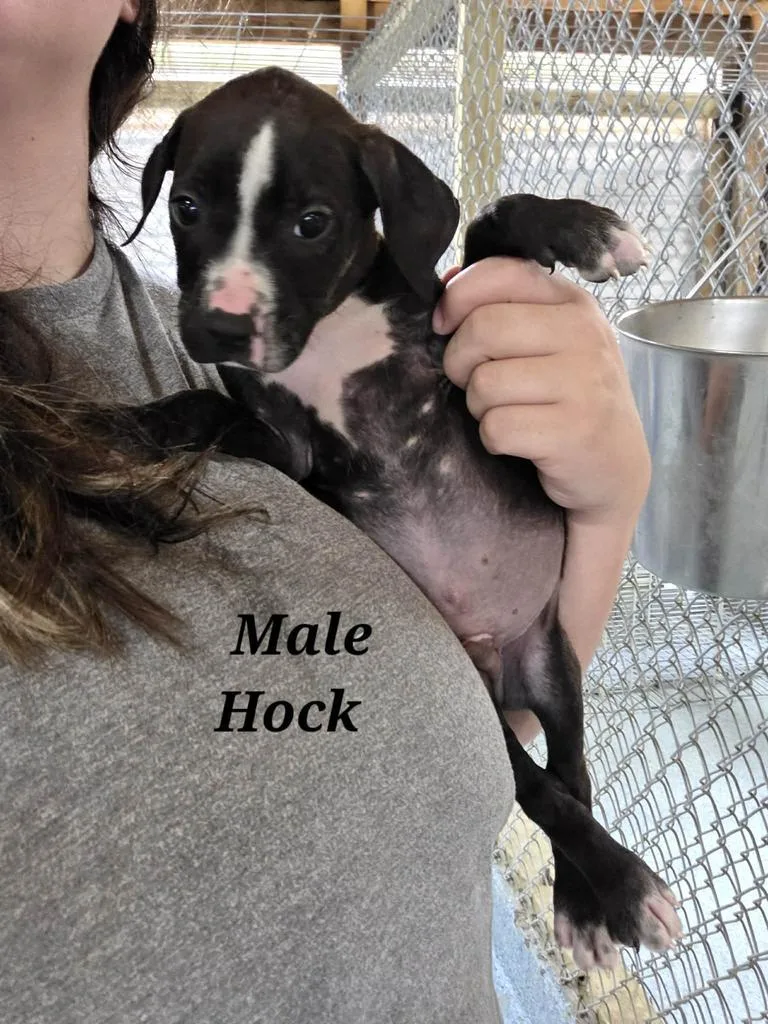 Hock