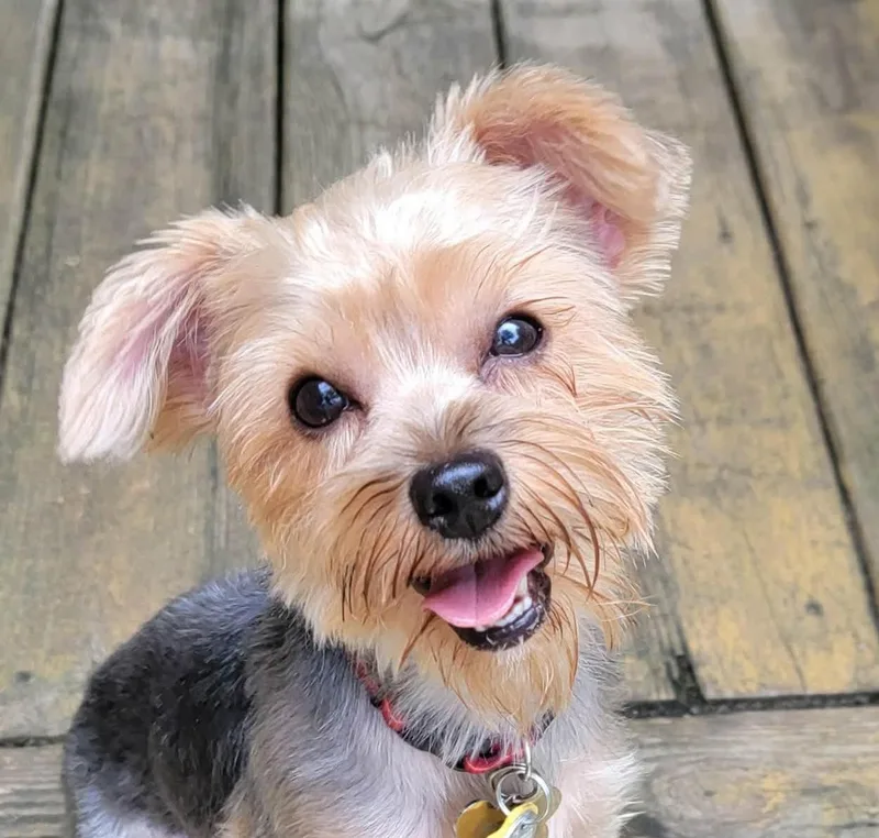 A young small-sized male Yorkshire Terrier dog named Pyxel for adoption in Cumming, GA