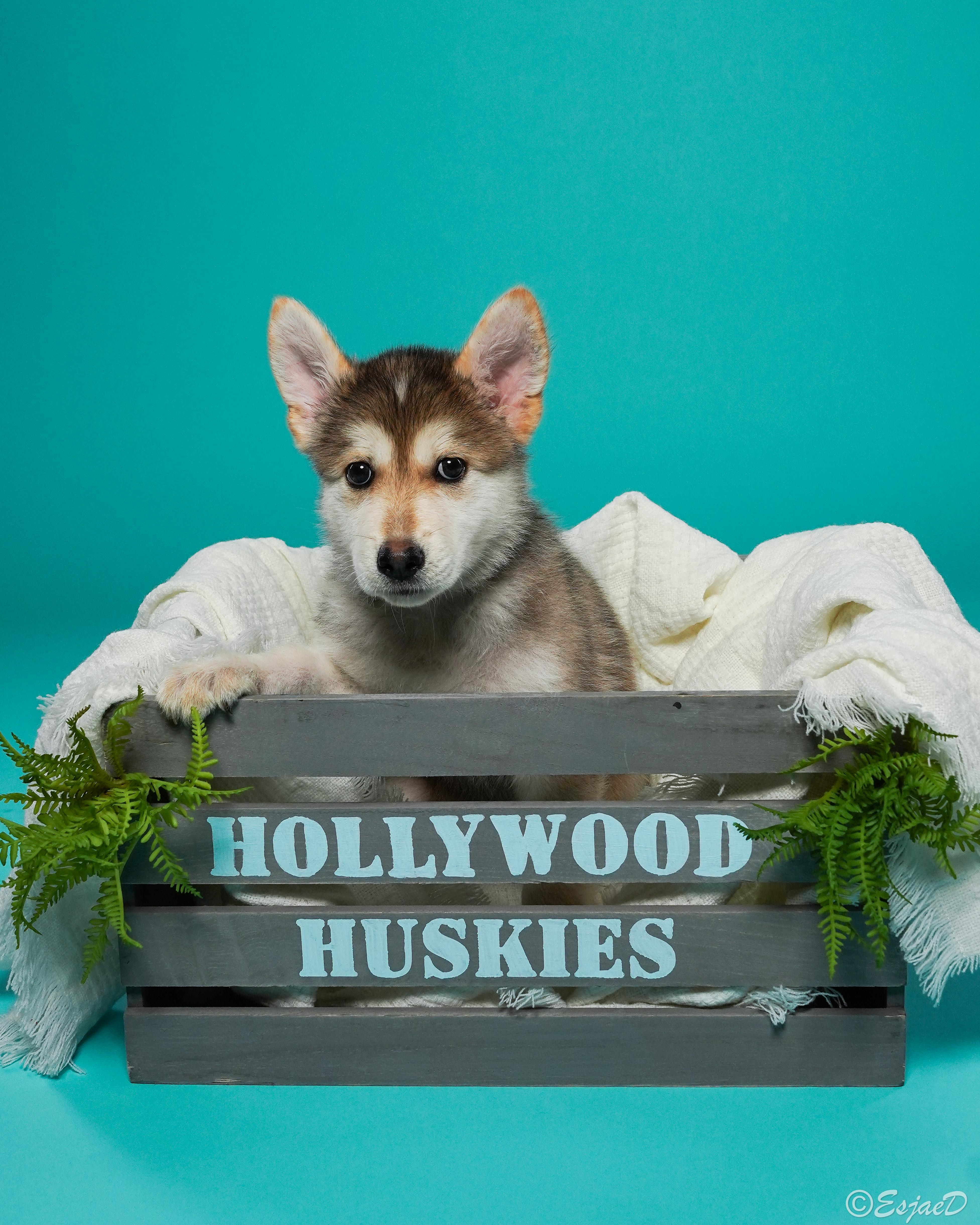 A baby medium-sized female Tricolor (Brown, Black, & White) Siberian Husky dog named Diamond the puppy for adoption in Studio City, CA