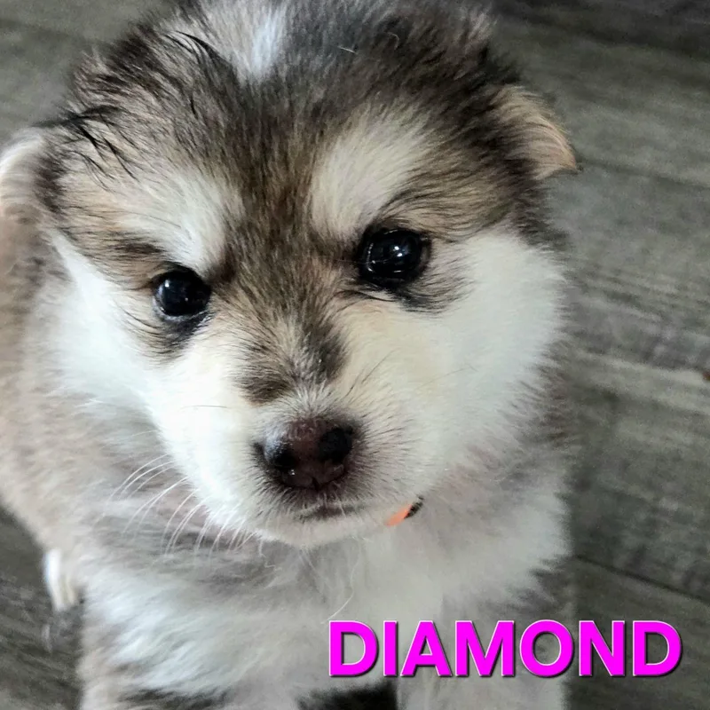 Diamond the puppy thumbnail 2
