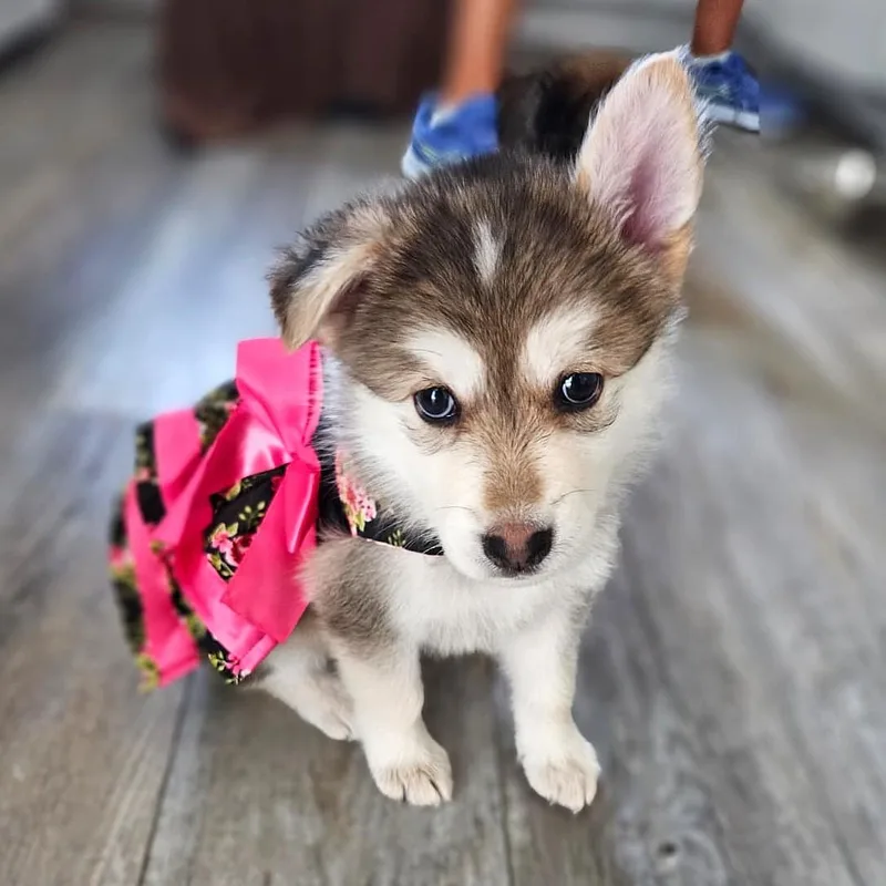 Diamond the puppy thumbnail 4