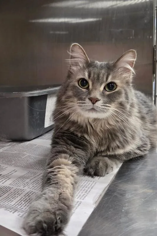An adult medium-sized female Gray / Blue / Silver Domestic Long Hair cat named Helena for adoption in Fruit Heights, UT