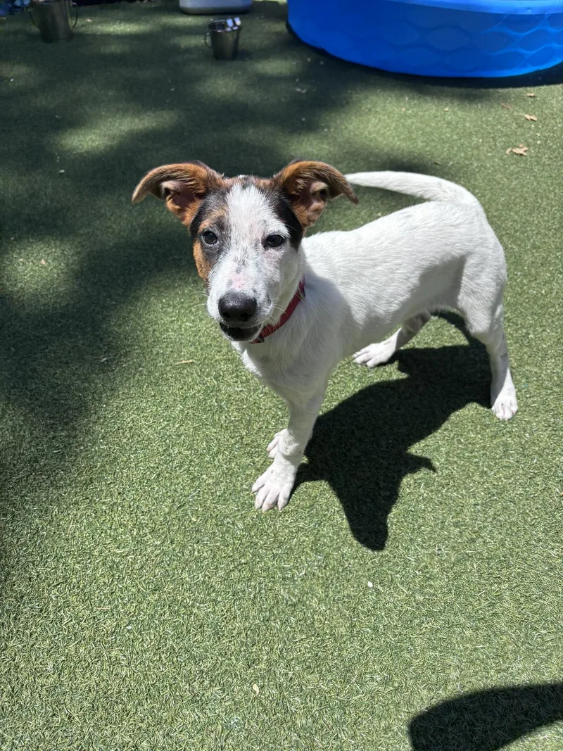 A baby medium-sized female Mixed Breed dog named TinTin for adoption in Pembroke, MA