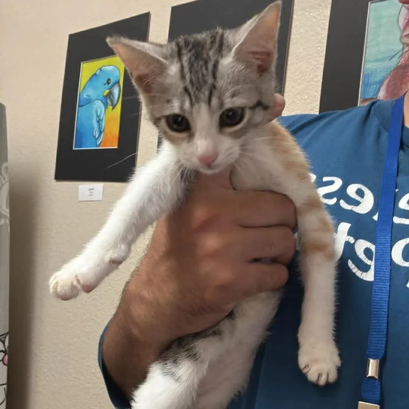 A baby small-sized female Calico Domestic Short Hair cat named Artemis  Chino Hills for adoption in Chino Hills, CA