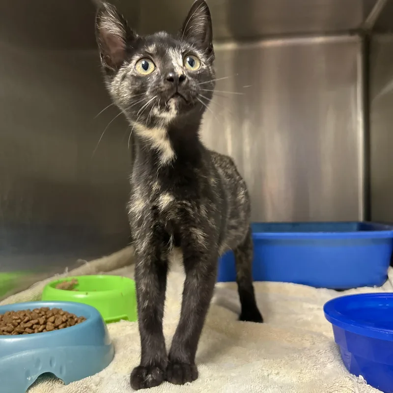 A baby medium-sized female Tortoiseshell cat named Summer Lovin' for adoption in La Grange Park, IL
