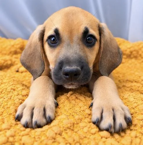 A baby medium-sized male Hound dog named Alfonso for adoption in Foley, AL