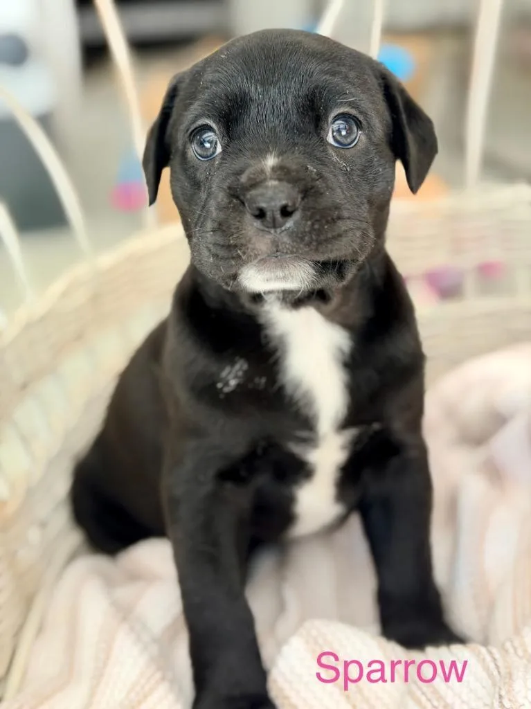 A baby large-sized female American Staffordshire Terrier dog named Sparrow for adoption in Ewing, NJ