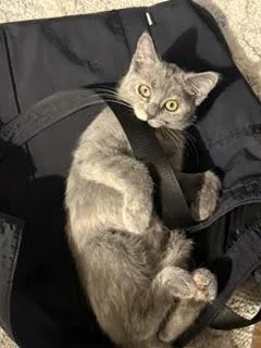 A baby small-sized female Domestic Short Hair cat named Louise for adoption in Omaha, NE