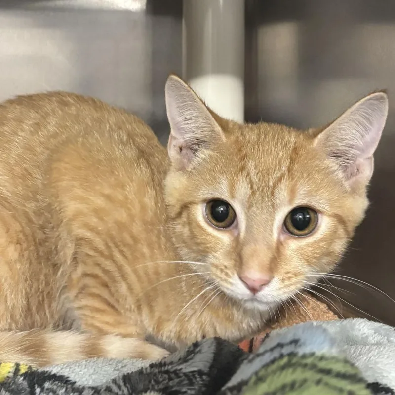A baby small-sized male Orange / Red Domestic Short Hair cat named Busch for adoption in Wilmington, DE