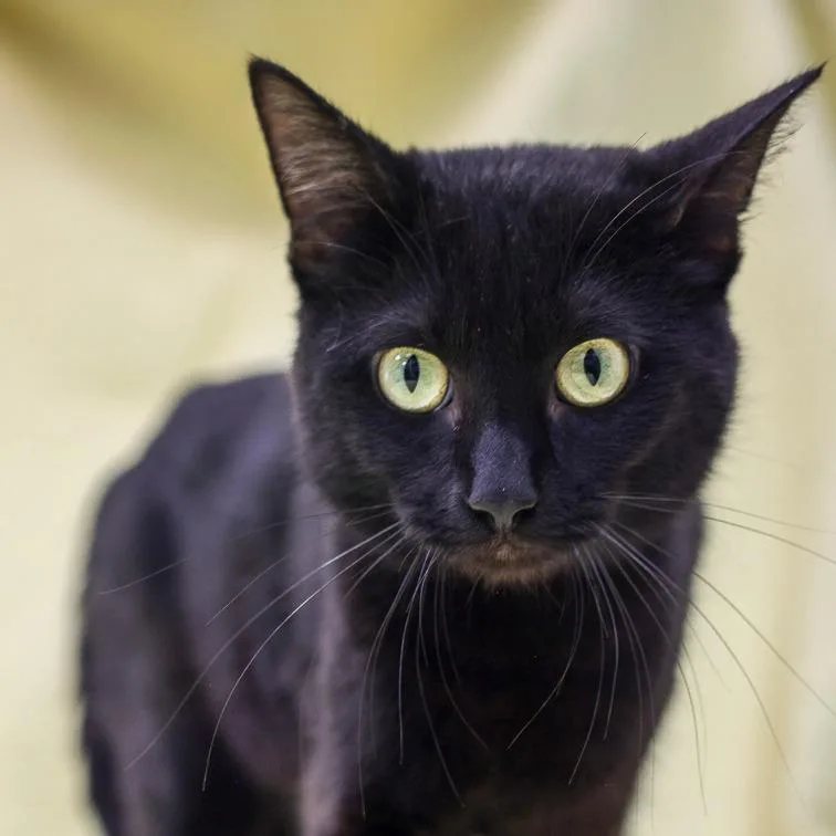 A young medium-sized male Black Domestic Short Hair cat named Jet for adoption in Bradenton, FL
