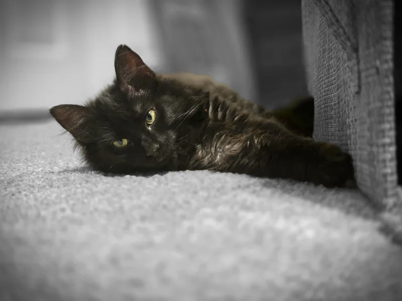 A baby medium-sized female Smoke Maine Coon cat named Lumi for adoption in Wilmington, NC