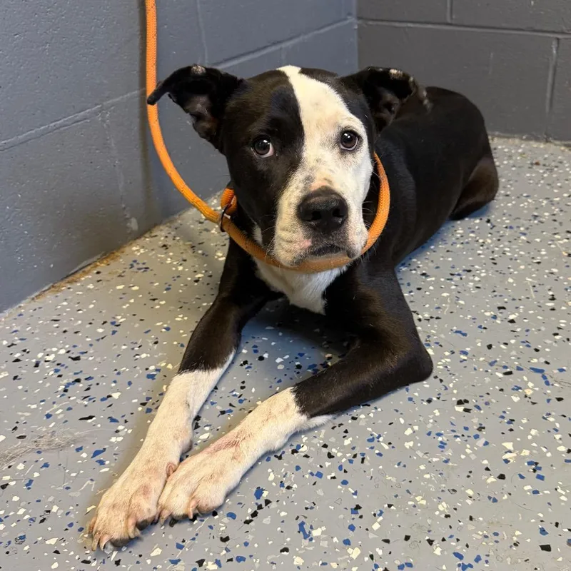 An adult medium-sized female Black Pit Bull Terrier dog named Rachel for adoption in Tuscaloosa, AL