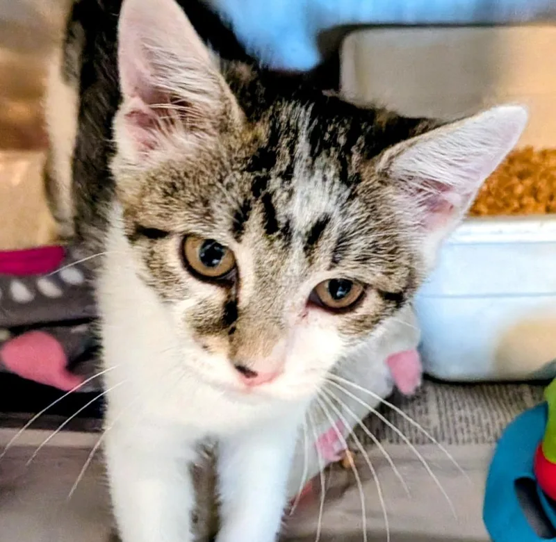 A baby small-sized female Domestic Short Hair cat named Lovey for adoption in St. Augustine, FL