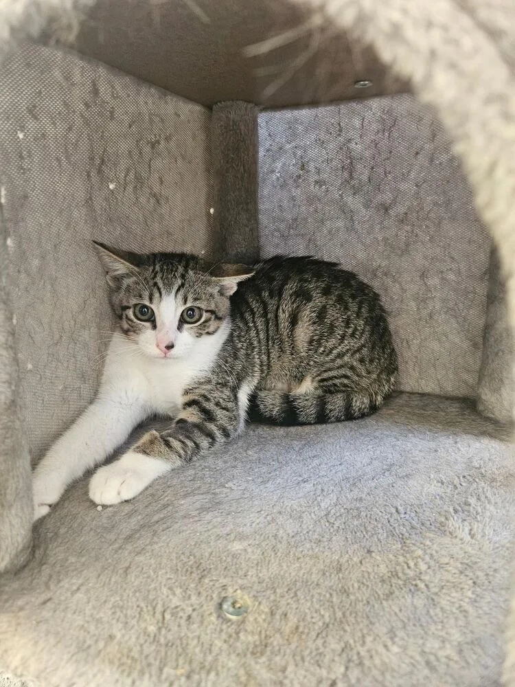 A baby small-sized male Black & White / Tuxedo Domestic Short Hair cat named Ash for adoption in Ontario, CA
