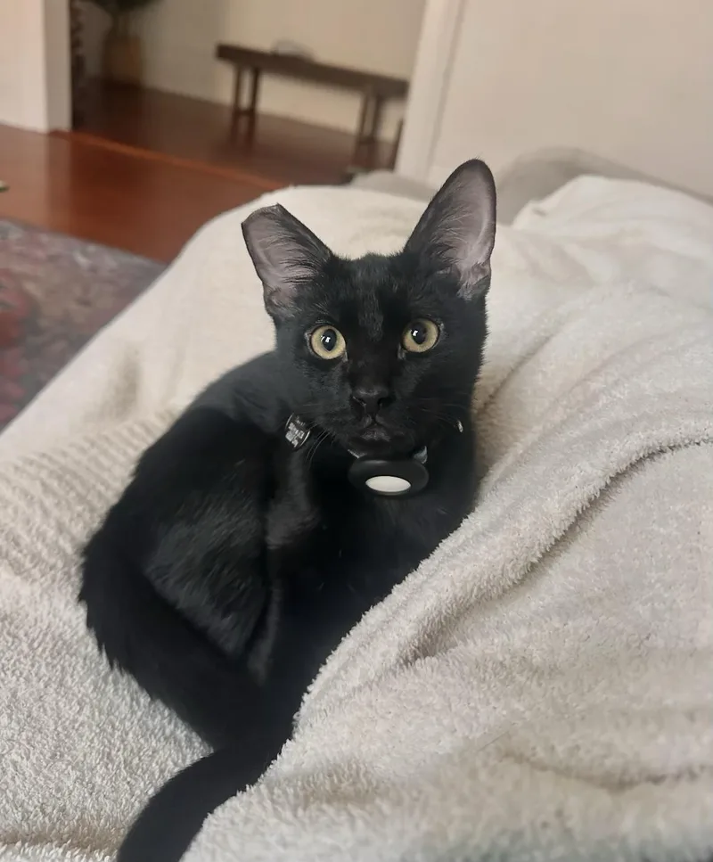 A baby small-sized male Black Domestic Short Hair cat named Levee for adoption in New Orleans, LA