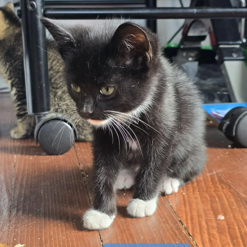 A baby small-sized male Black & White / Tuxedo Domestic Short Hair cat named Reaper for adoption in Kent, OH