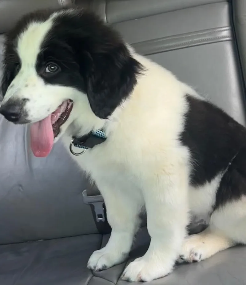 A baby small-sized male Great Pyrenees dog named Jb for adoption in Elizabethton, TN