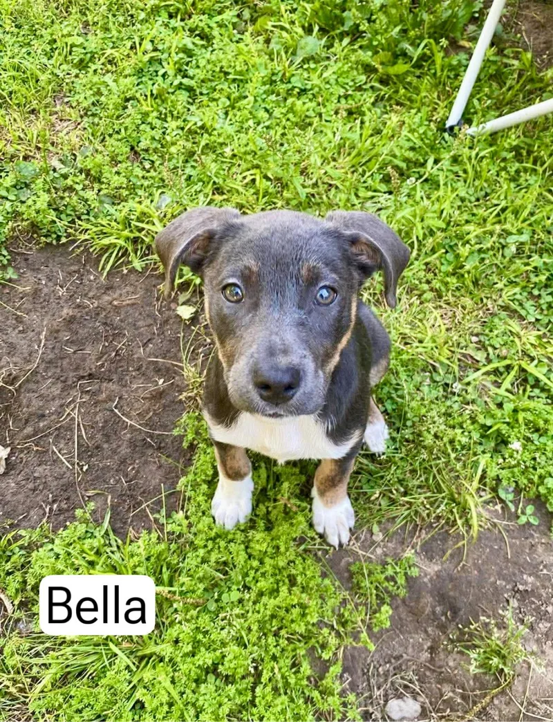 A young medium-sized female Mountain Cur dog named Bella for adoption in Manchester, CT