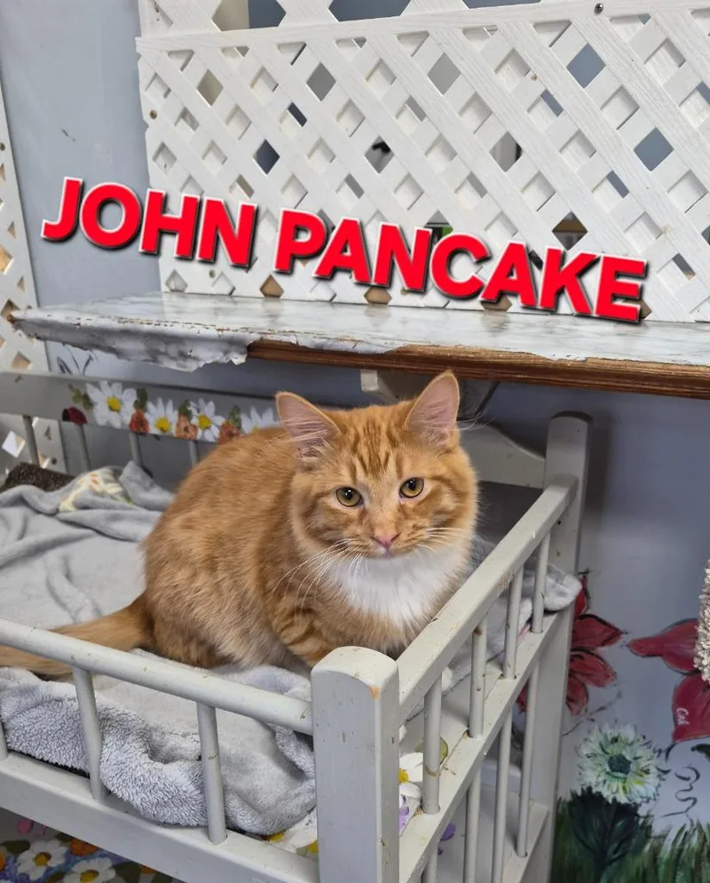 A baby medium-sized male Domestic Long Hair cat named John Pancake for adoption in Rome, GA