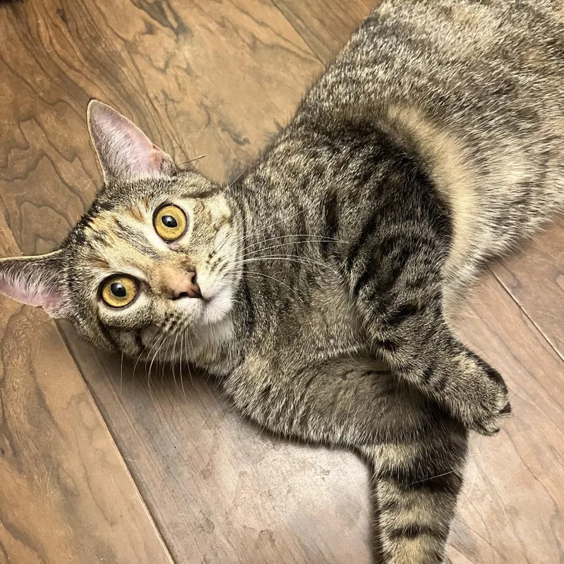 Strawberry Short Cake