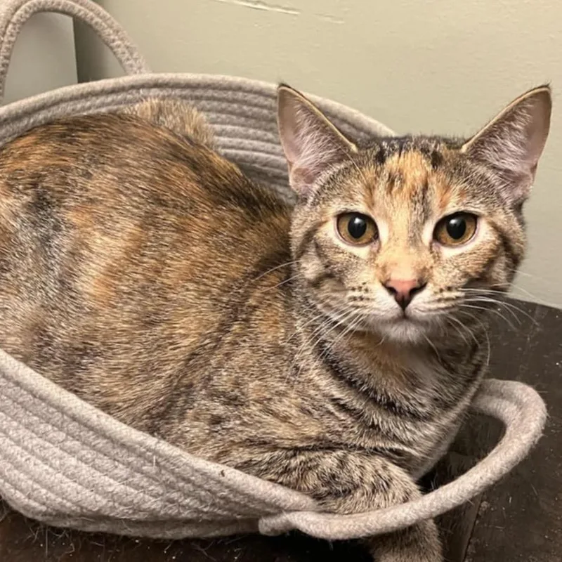 Strawberry Short Cake thumbnail 2