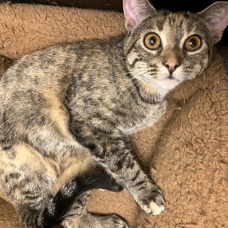 Strawberry Short Cake thumbnail 3