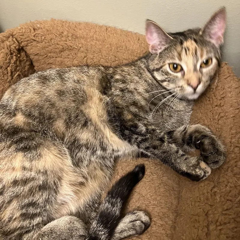 Strawberry Short Cake thumbnail 4