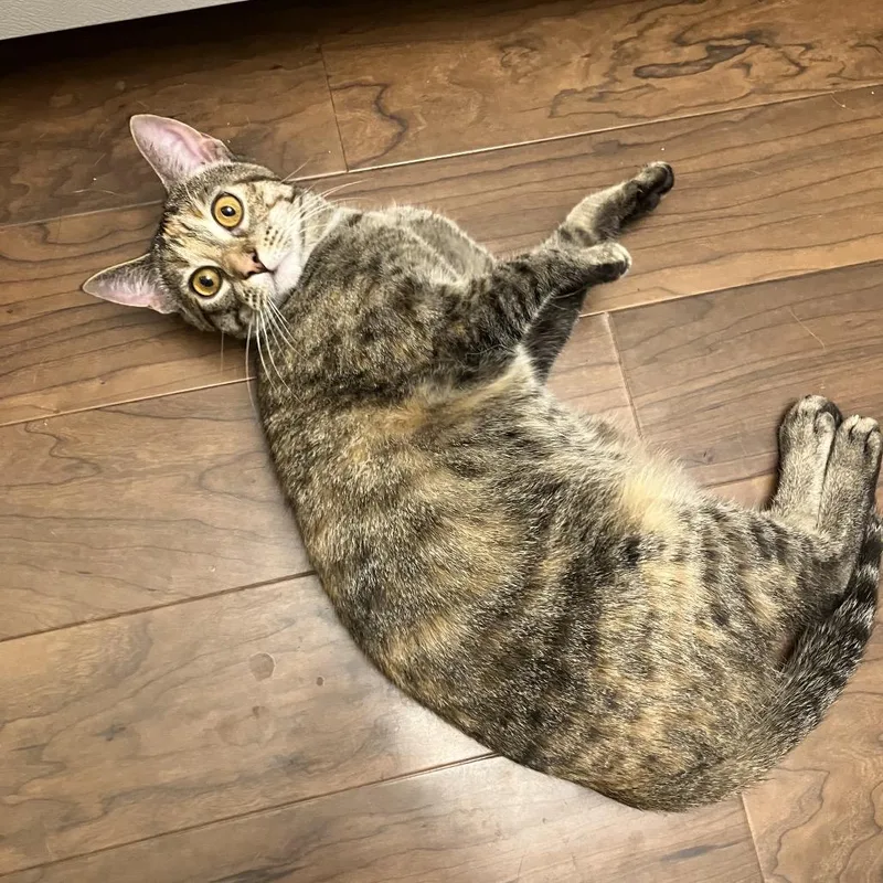 Strawberry Short Cake thumbnail 5