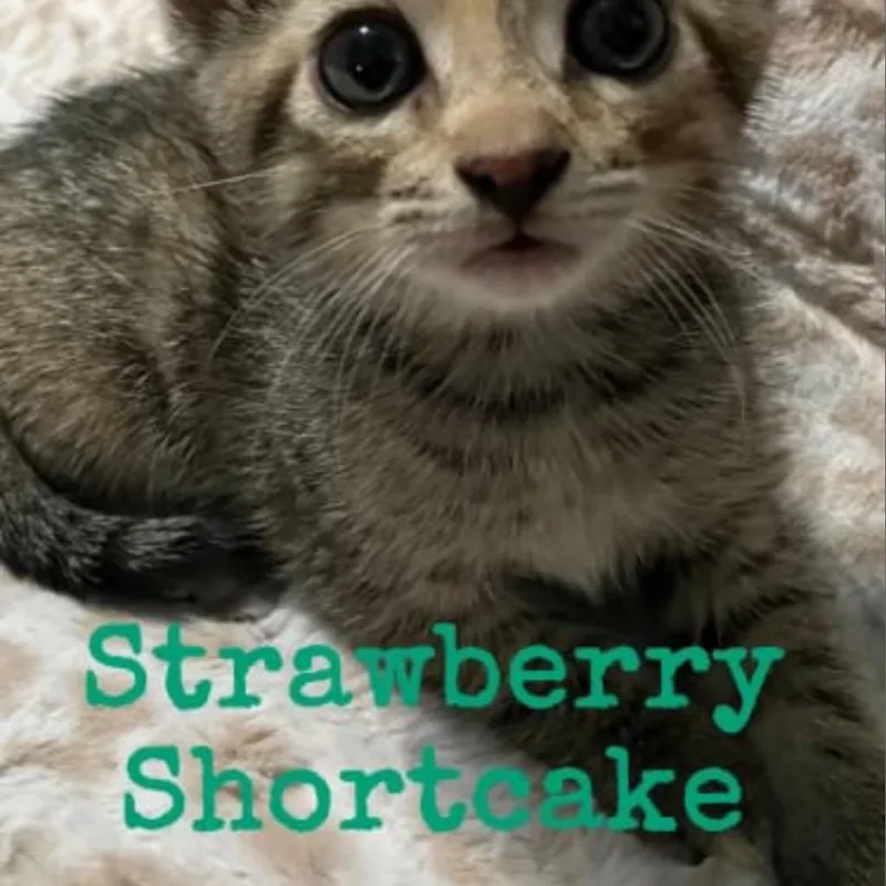 Strawberry Short Cake thumbnail 6