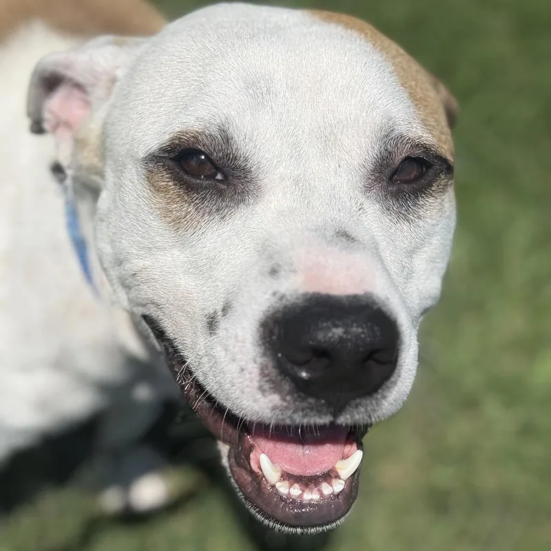 Bambino