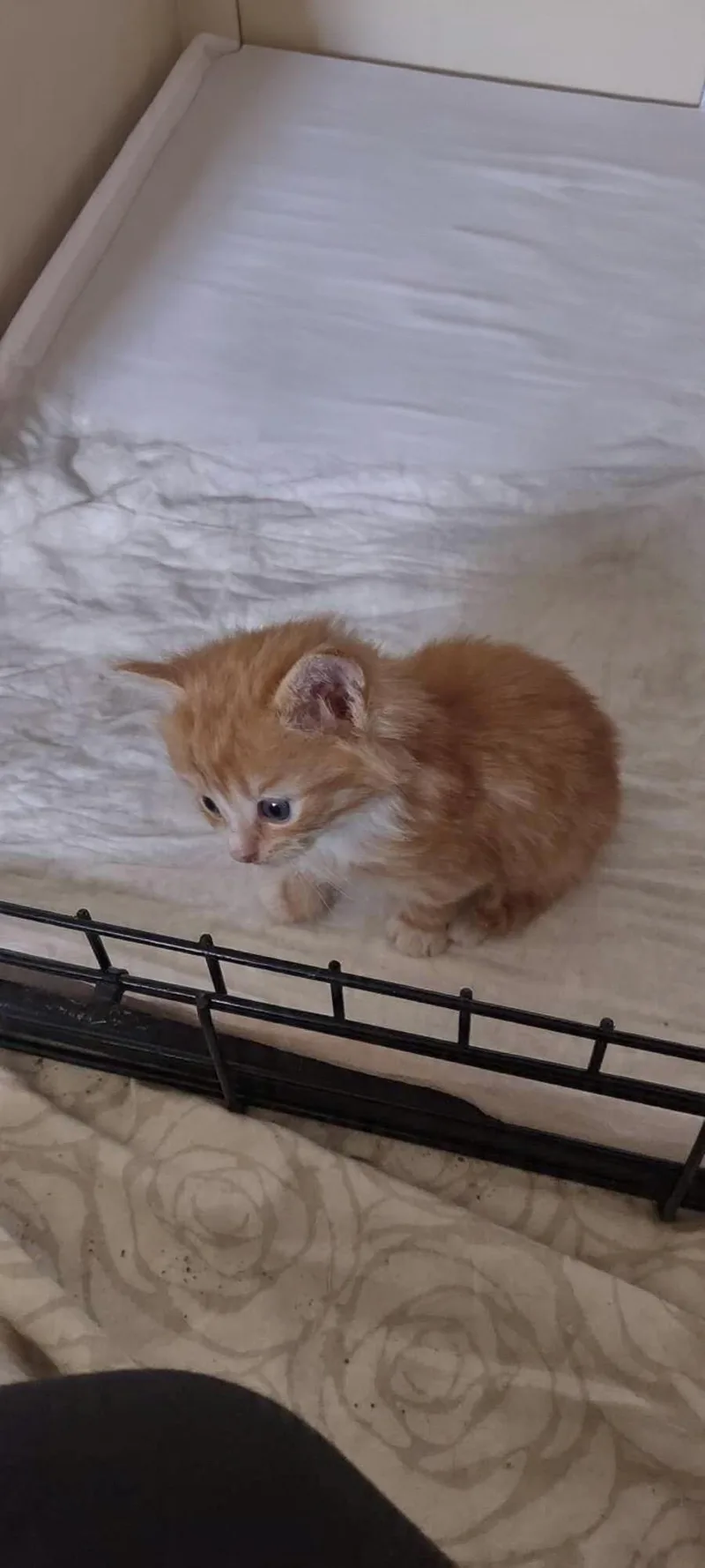 A baby small-sized male Domestic Short Hair cat named Merlyn for adoption in Rio Linda, CA