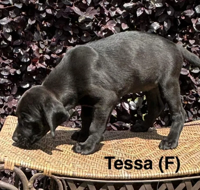 A baby medium-sized female Black Labrador Retriever dog named Tessa for adoption in Parma, OH