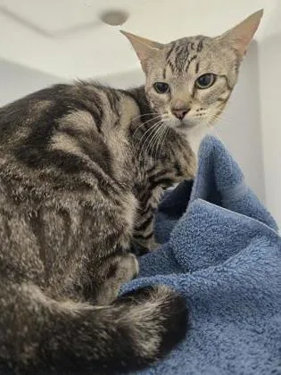 An adult small-sized male Domestic Short Hair cat named Mitchell for adoption in Roseville, CA