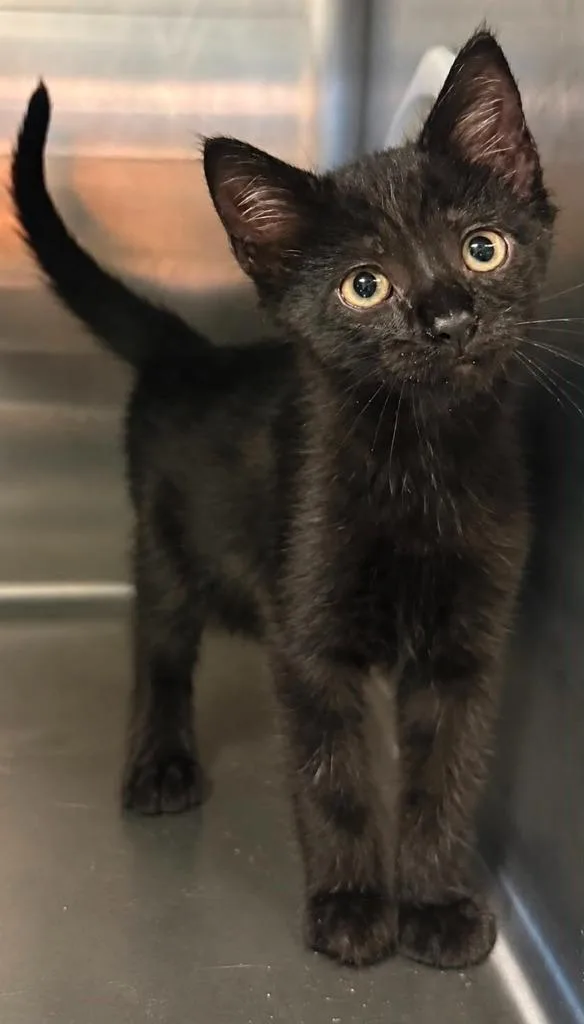 A baby small-sized male Domestic Short Hair cat named Zemo for adoption in Columbia, TN