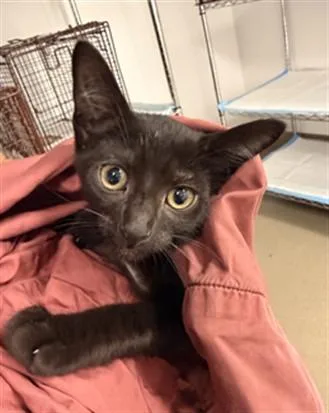 A baby small-sized female Domestic Short Hair cat named Midnight for adoption in Fort Lauderdale, FL
