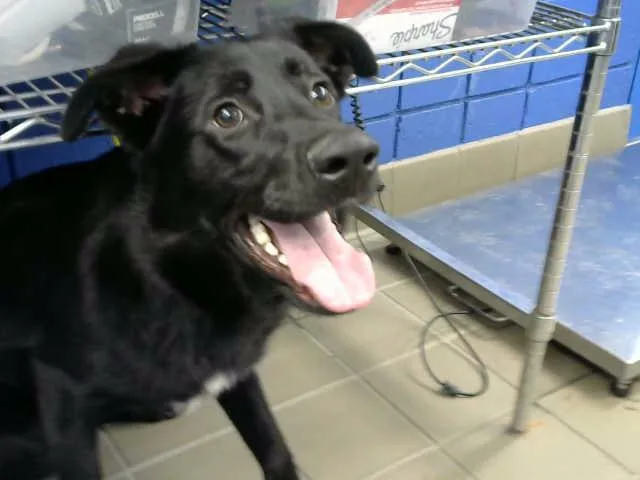 A young medium-sized male German Shepherd Dog dog named Koda for adoption in Albuquerque, NM