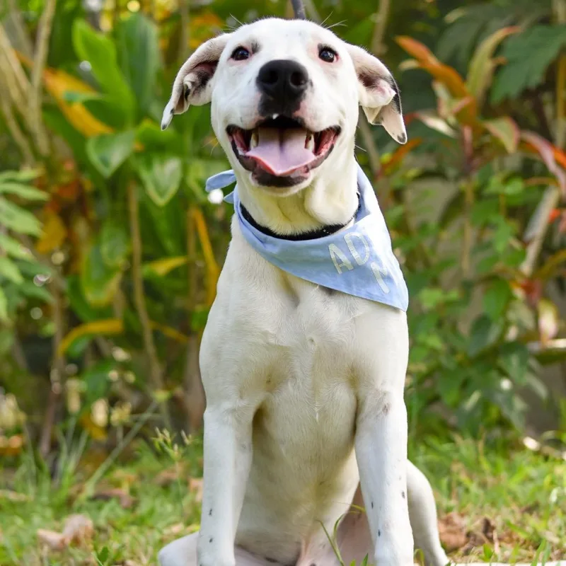 A young medium-sized male White / Cream Mixed Breed dog named Chocolate Chip for adoption in Kailua Kona, HI