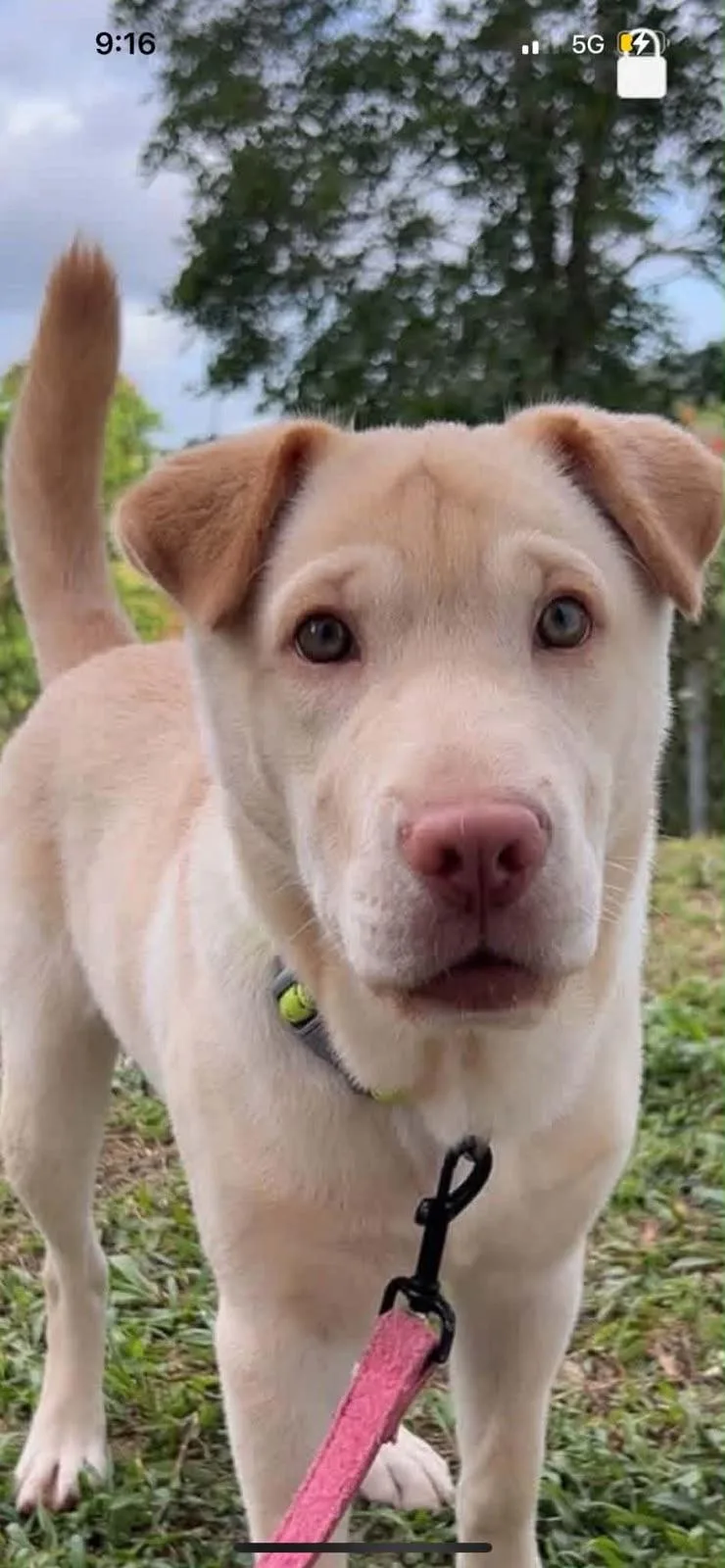A baby medium-sized male Shar-Pei dog named Dumpling for adoption in New York, NY