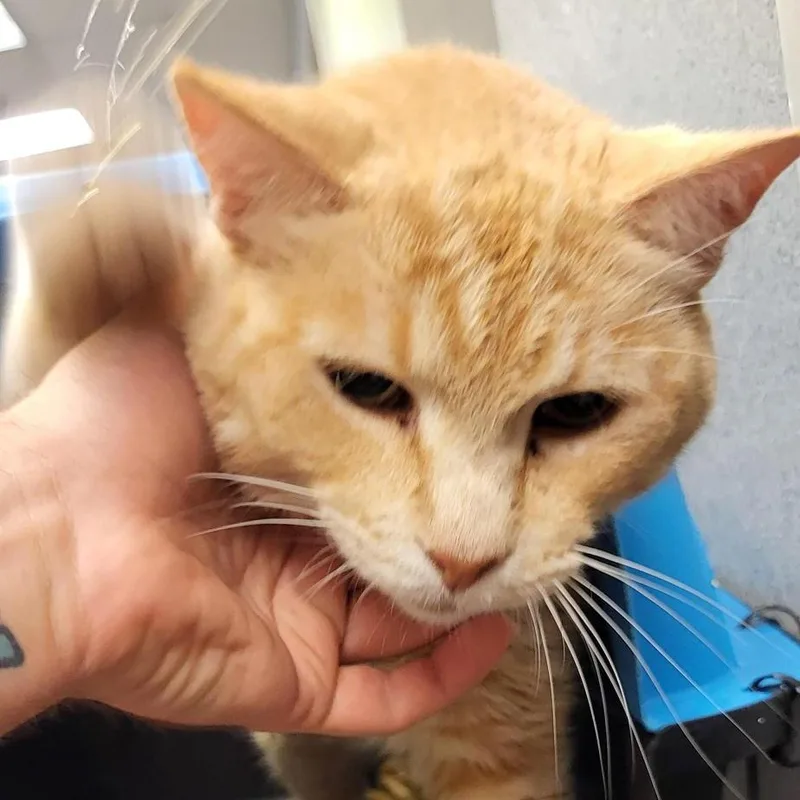 An adult large-sized male Orange / Red Domestic Short Hair cat named Geralt Nfsaw for adoption in New York, NY