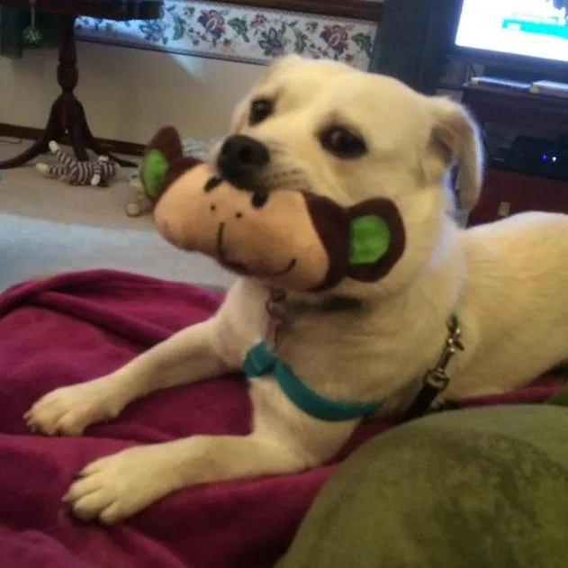 A senior medium-sized female White / Cream Mixed Breed dog named Millie for adoption in Corvallis, OR