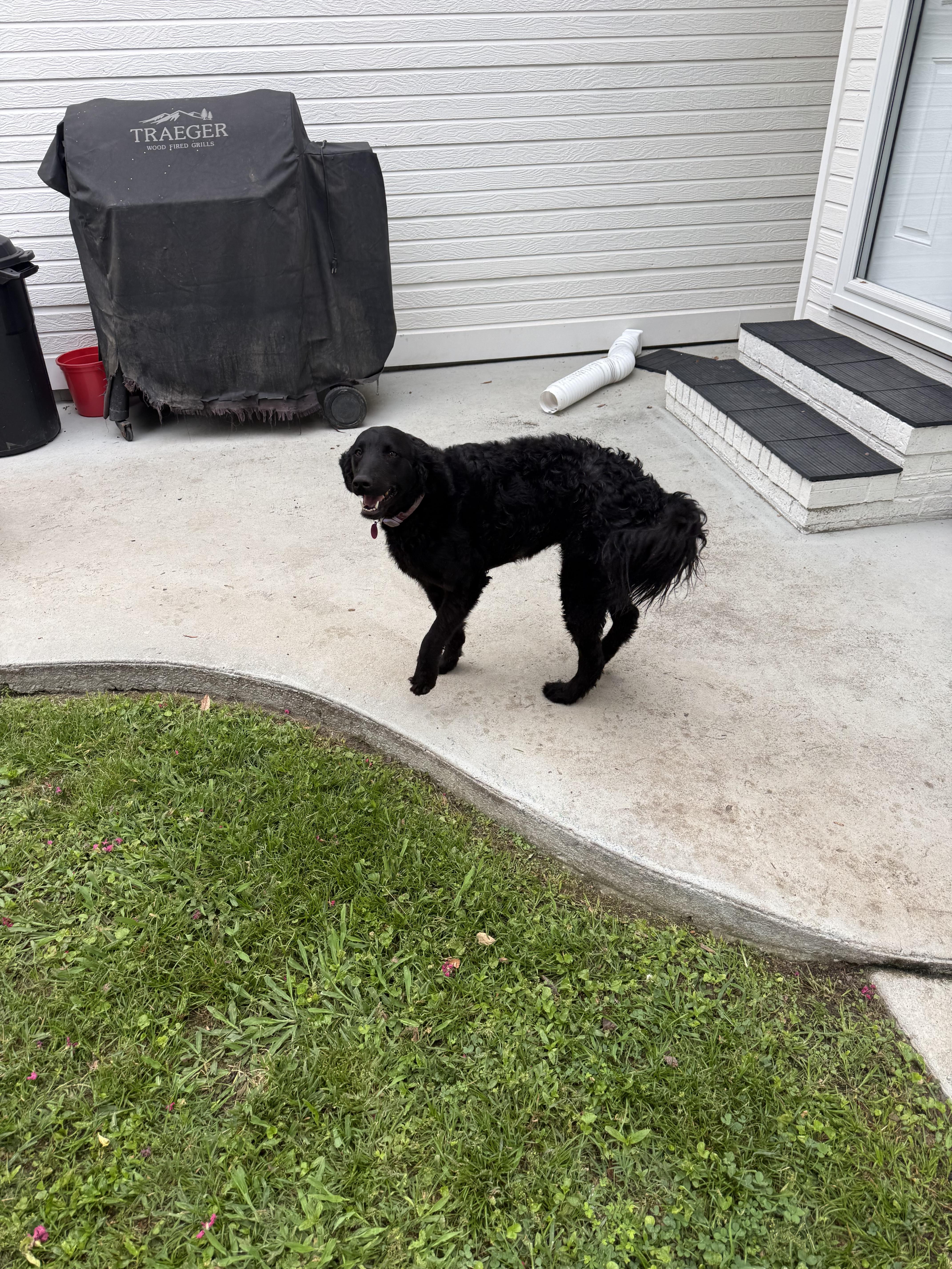 A young medium-sized female Black Goldendoodle dog named Josie for adoption in Rock Spring, GA