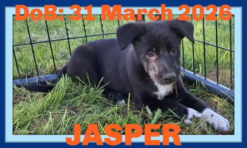 A baby medium-sized male Border Collie dog named Jasper for adoption in Sebec, ME