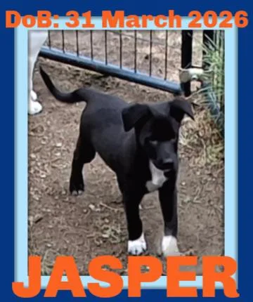 Jasper thumbnail 2