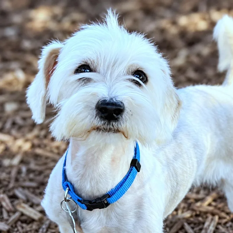 An adult small-sized male White / Cream Standard Schnauzer dog named Alfredo for adoption in Boerne, TX