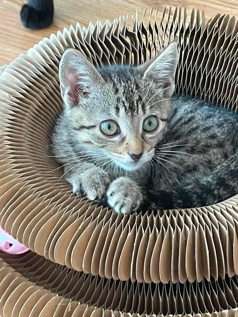 A baby medium-sized female Tabby (Brown / Chocolate) Domestic Short Hair cat named Norah for adoption in Concord, NC