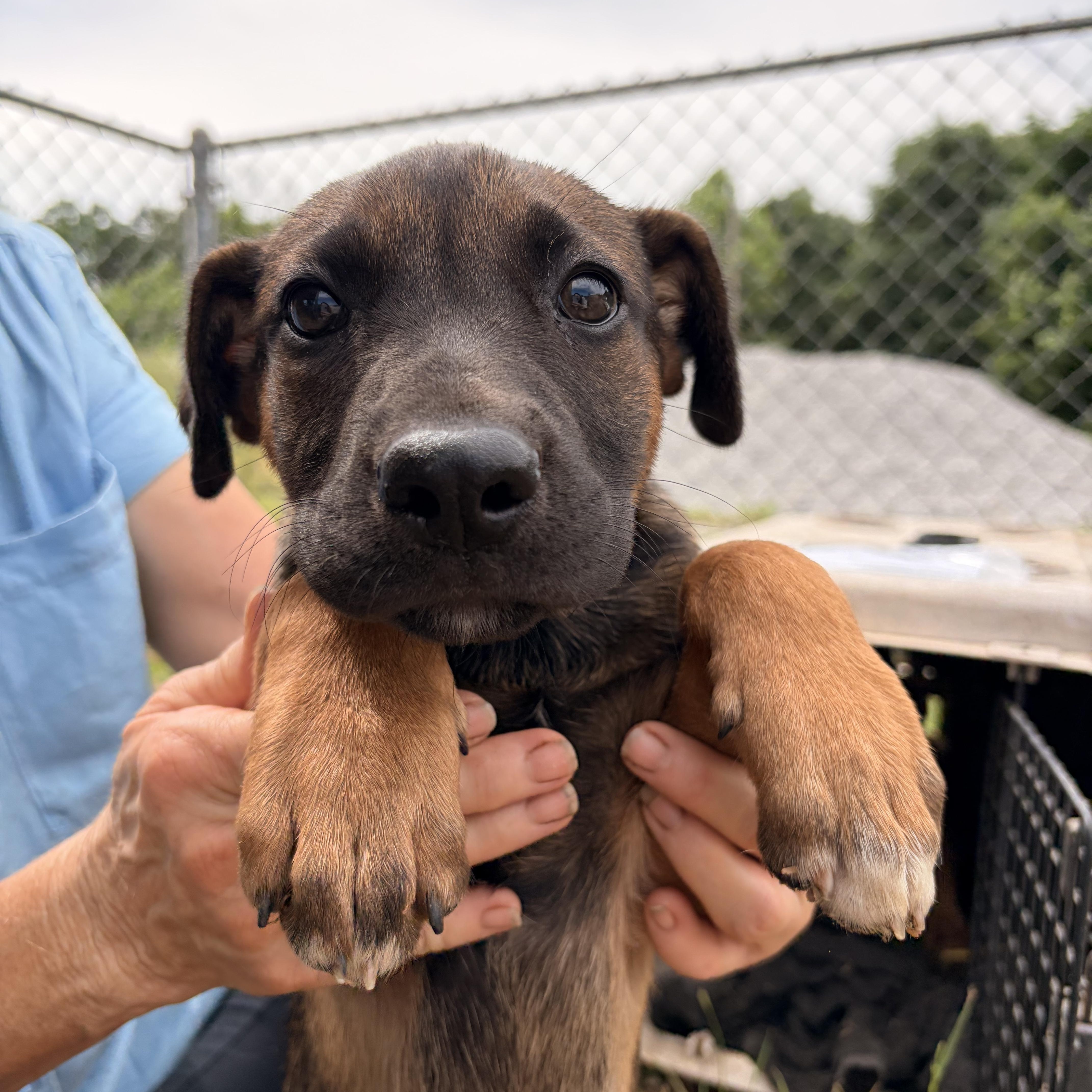 A baby medium-sized female Black Mouth Cur dog named Coco for adoption in Melbourne, AR